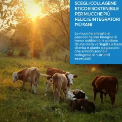 Aavalabs Collagene in Polvere | 9300 mg | Tipo I, III, V e X
