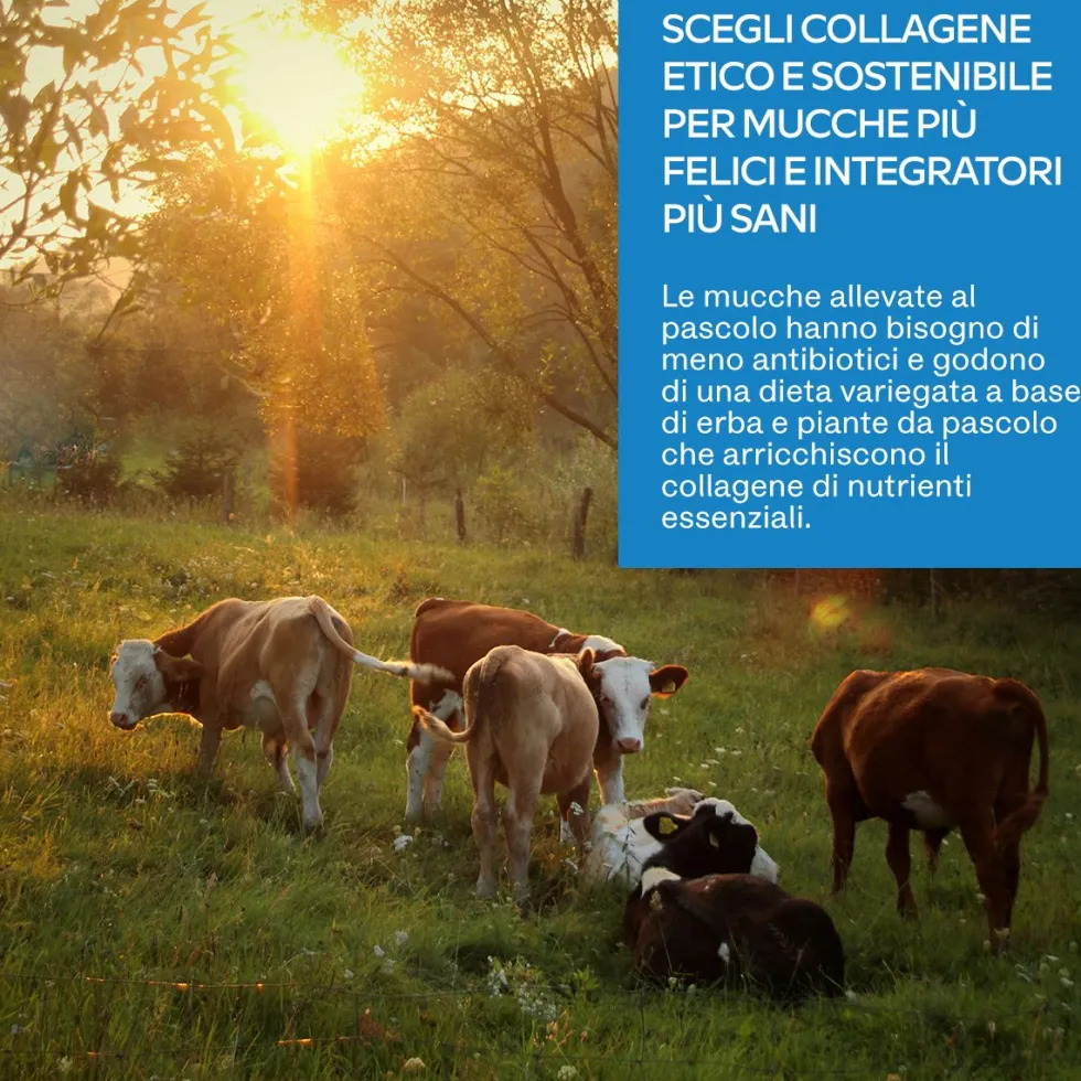 Aavalabs Collagene in Polvere | 9300 mg | Tipo I, III, V e X