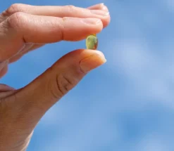 Aavalabs Vitamina D3 K2 | 2000 UI D3 + 100 µg K2 MK-7 All-Trans | Olio d'Oliva | 180 Softgel